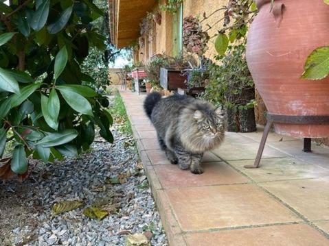 Aurora 2-Bed Cottage - Sleeps 4 - Montseny Park Arbucies Exterior photo